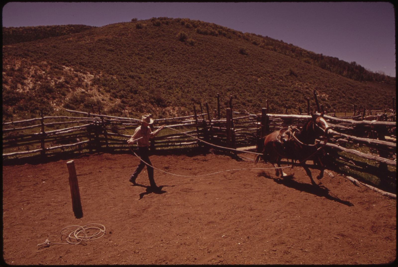 Riders and cattle at a summer cow camp in Colorado's Piceance Basin